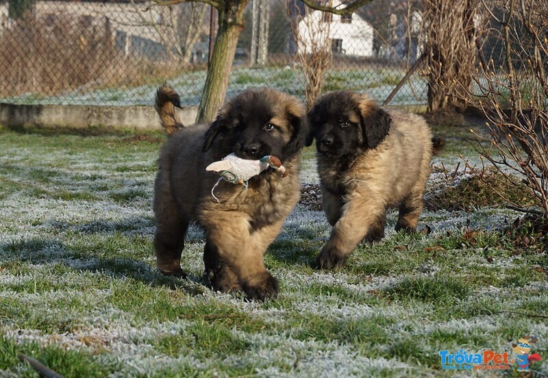 Ultimi Cuccioli Leonberger Disponibili - Foto n. 2