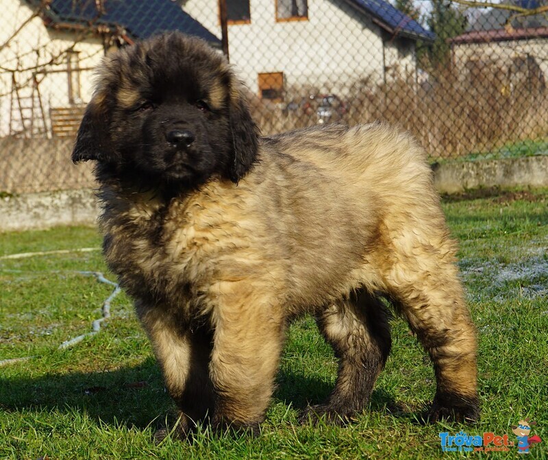 Ultimi Cuccioli Leonberger Disponibili - Foto n. 4