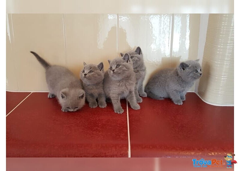 Bellissimo British Shorthair - Foto n. 1