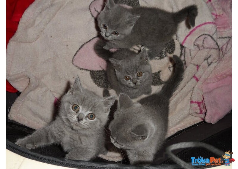 Bellissimo British Shorthair - Foto n. 2