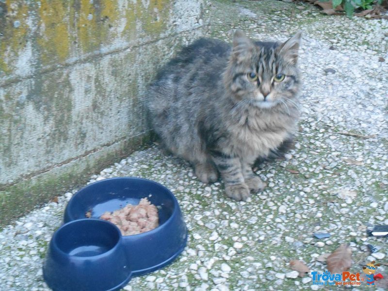 Roma - Duchessa Gattina Similnorvegese vive in Strada Urgentissimo - Foto n. 1