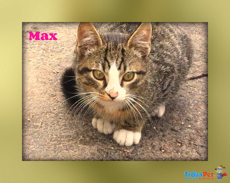 Max vive in Strada - Foto n. 1