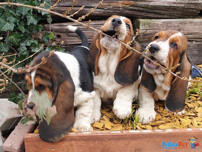 Meravigliosi Cuccioli di Bassethound - Foto n. 2