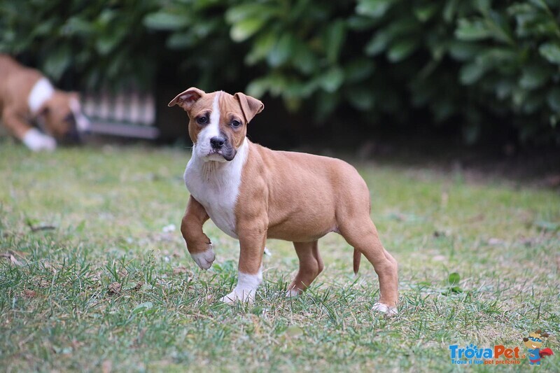 Cuccioli American Staffordshire Terrier - Foto n. 3