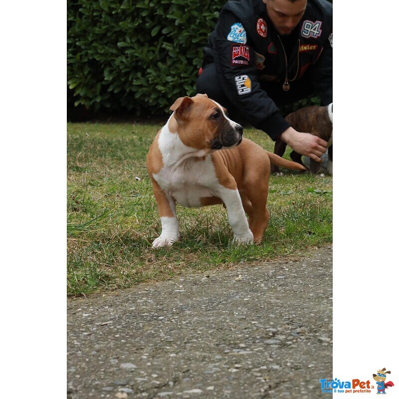 Cuccioli American Staffordshire Terrier - Foto n. 6