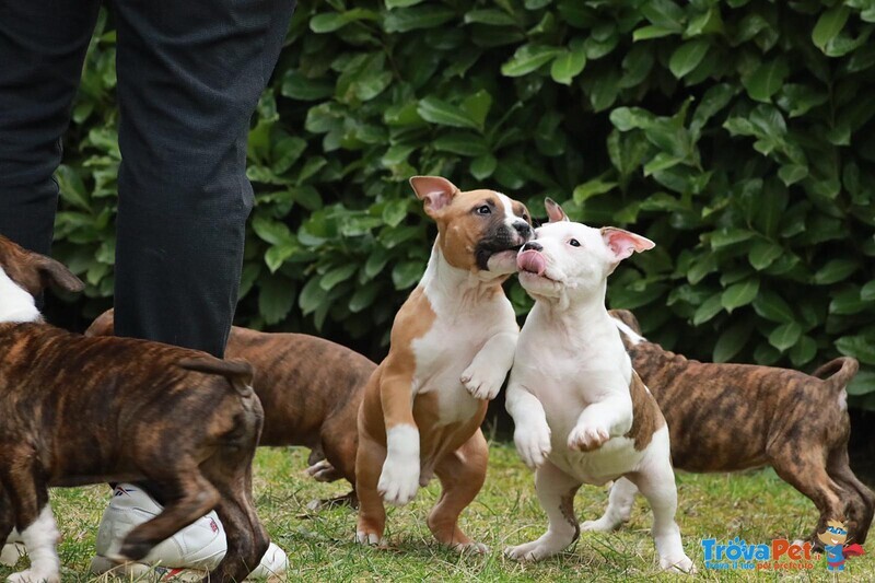 Cuccioli American Staffordshire Terrier - Foto n. 1