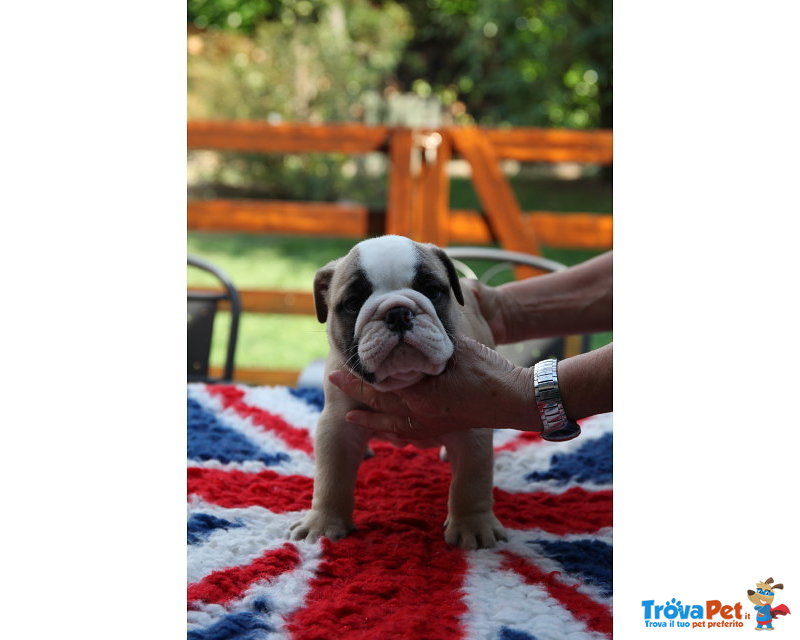 Cuccioli di Bulldog Inglese - Foto n. 1