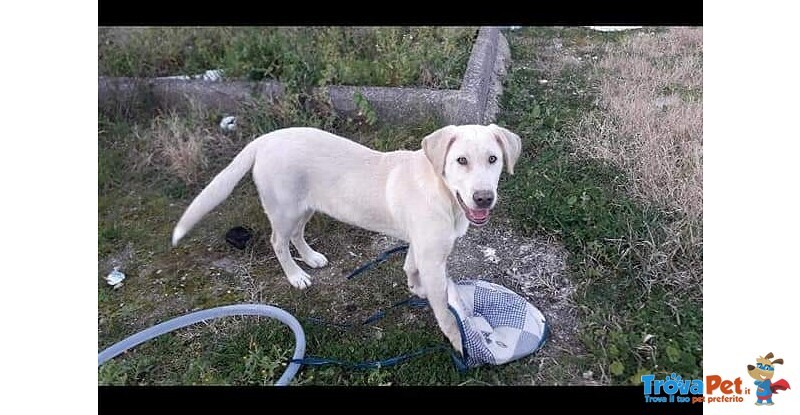 Joker 6 mesi mix Labrador - Foto n. 1