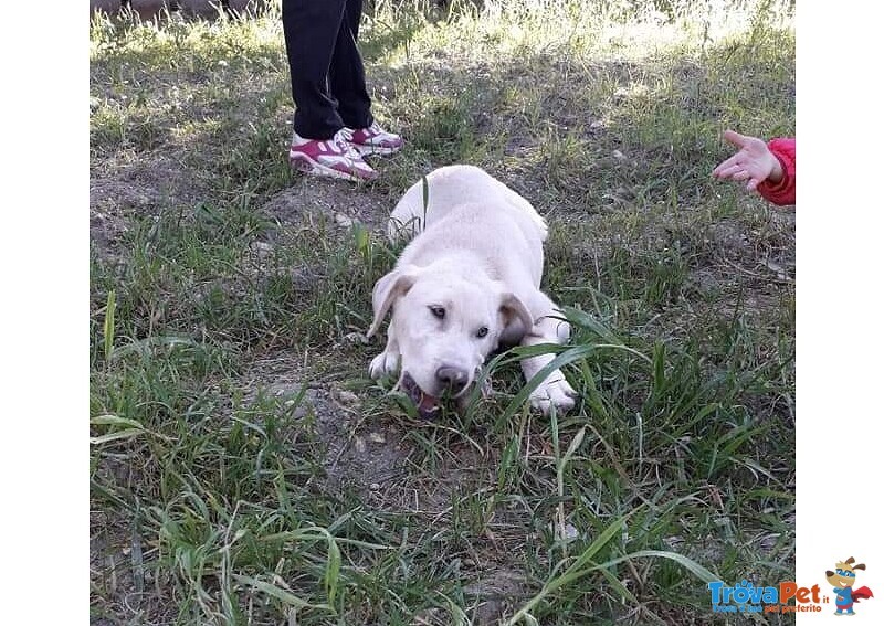 Joker 6 mesi mix Labrador - Foto n. 3