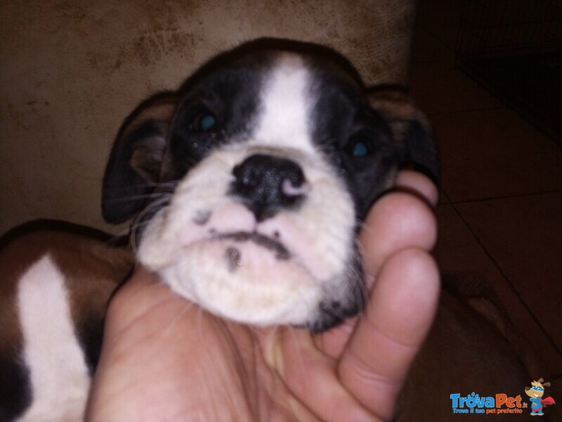 Disponibili Splendide Cucciole Boxer Fulve - Foto n. 2