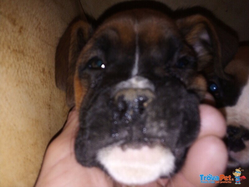 Disponibili Splendide Cucciole Boxer Fulve - Foto n. 4