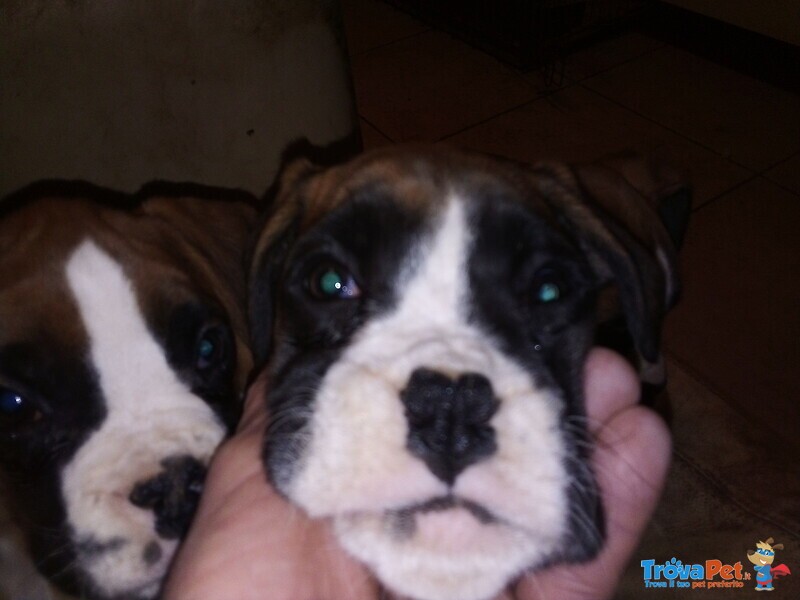 Disponibili Splendide Cucciole Boxer Fulve - Foto n. 5