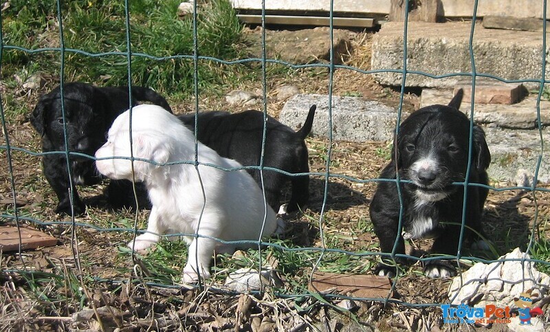 Cuccioli in Regalo - Foto n. 1