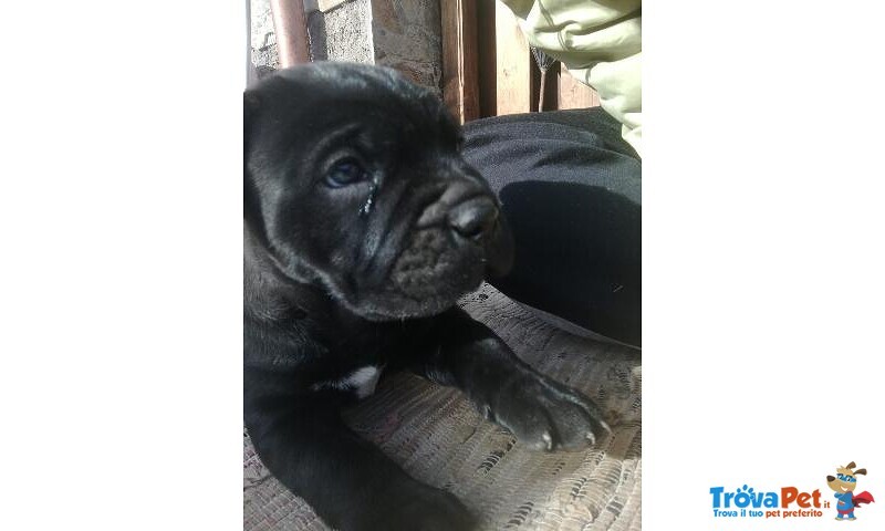 Cuccioli cane Corso - Foto n. 1