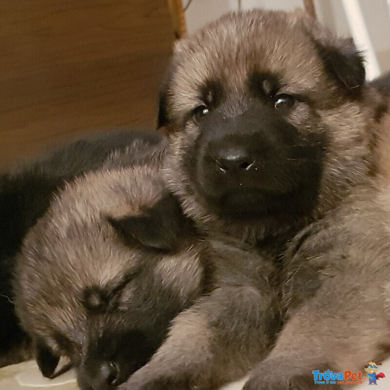 Cuccioli Pastore Tedesco Linea da Lavoro - Foto n. 2