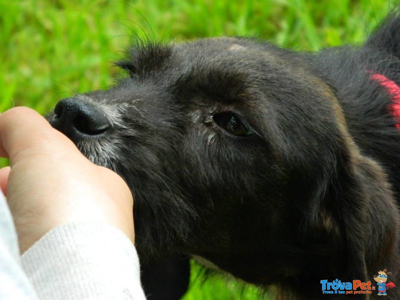 Tiffany, 6 Mesi, Taglia Piccola, Abbandonata Perche' non Adatta alla Caccia - Foto n. 1