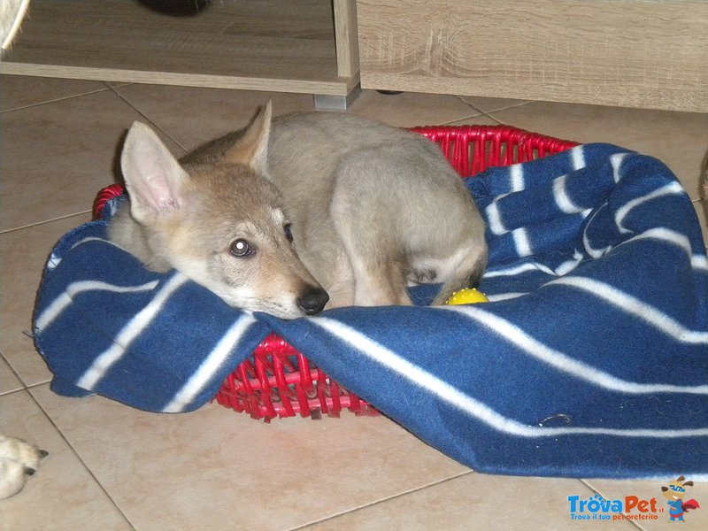 Cucciole di cane lupo Cecoslovacco - Foto n. 3