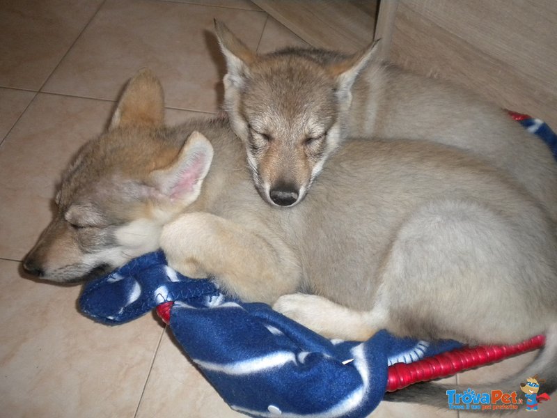 Cucciole di cane lupo Cecoslovacco - Foto n. 4