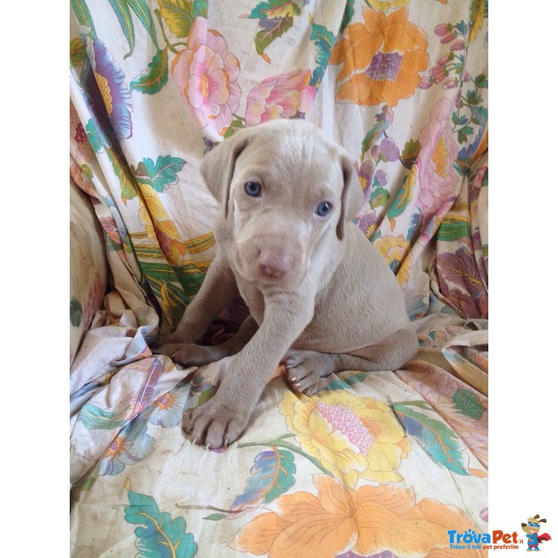 Cuccioli- Weimaraner - Foto n. 1