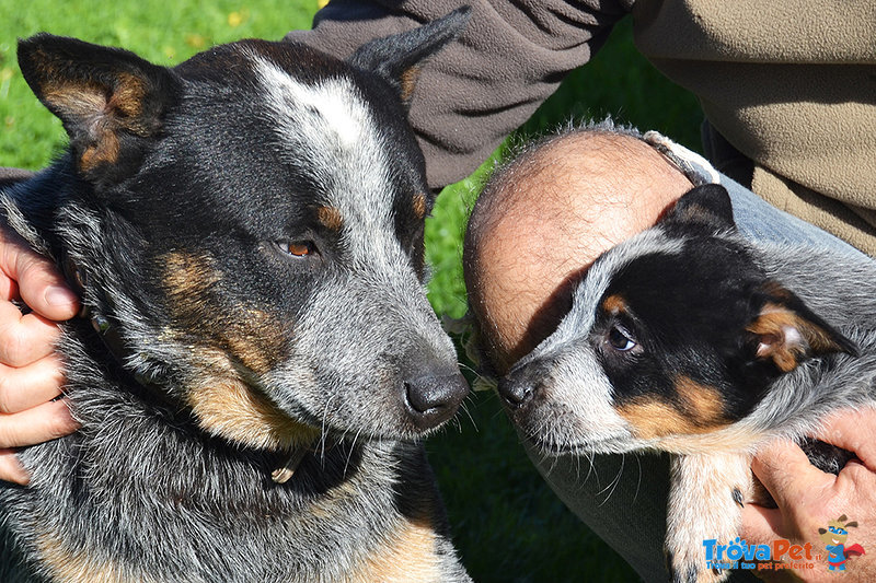 Cuccioli di Australian Cattle Dog - Foto n. 1