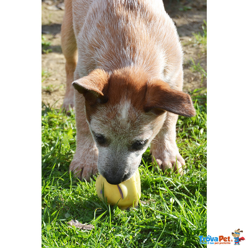 Cuccioli di Australian Cattle Dog - Foto n. 3