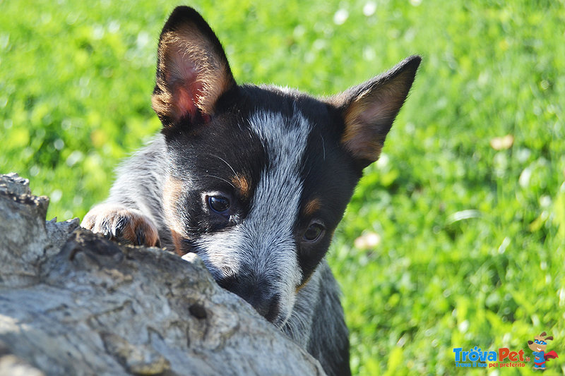 Cuccioli di Australian Cattle Dog - Foto n. 4