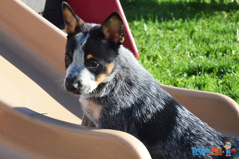 Cuccioli di Australian Cattle Dog - Foto n. 5