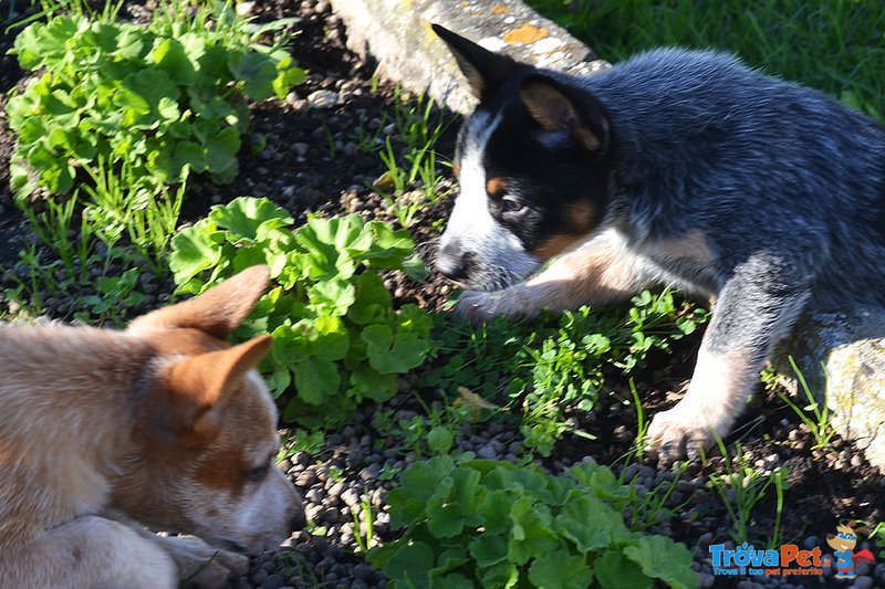 Cuccioli di Australian Cattle Dog - Foto n. 6