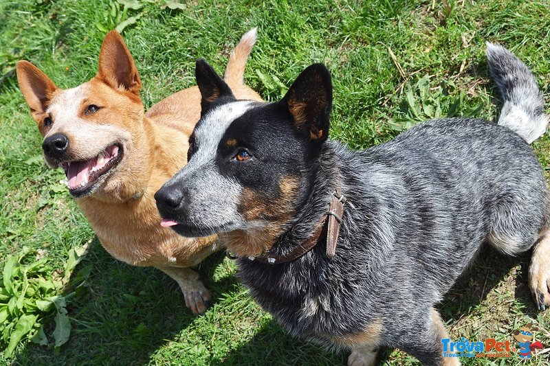 Cuccioli di Australian Cattle Dog - Foto n. 7