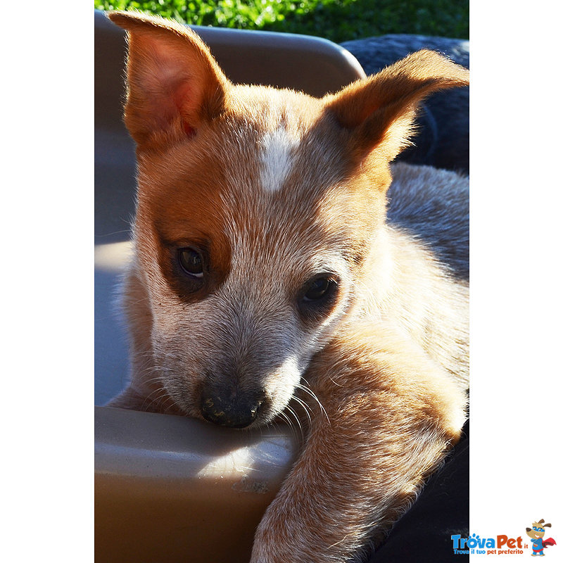 Cuccioli di Australian Cattle Dog - Foto n. 9