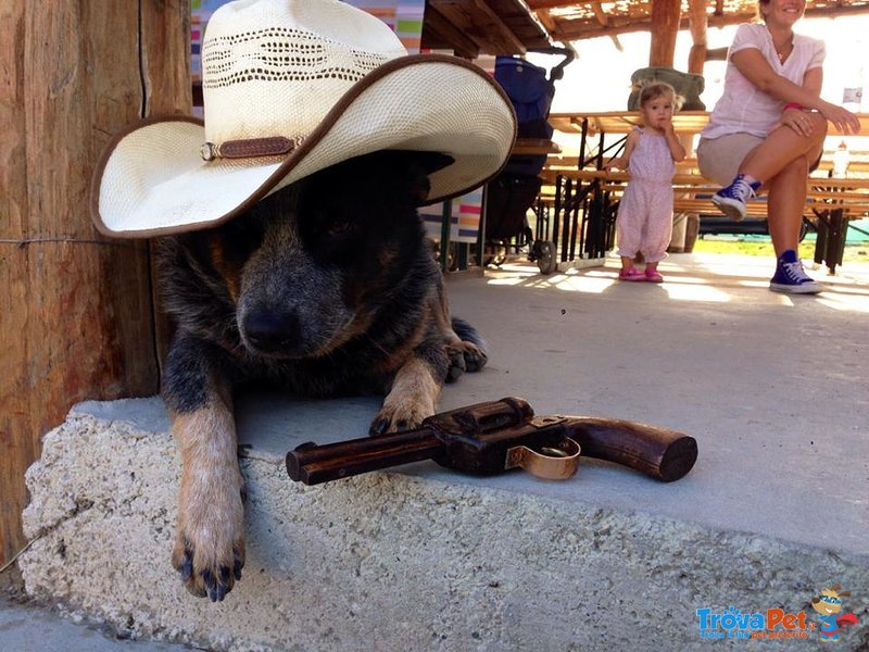 Cuccioli di Australian Cattle Dog - Foto n. 10