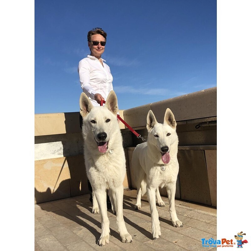 Cuccioli di Pastore Svizzero Bianco pelo Corto - Foto n. 2