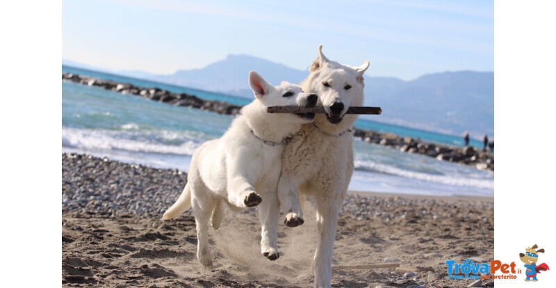 Cuccioli di Pastore Svizzero Bianco pelo Corto - Foto n. 4