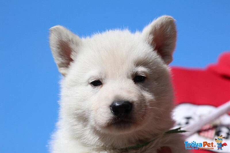 Cuccioli di Pastore Svizzero Bianco pelo Corto - Foto n. 5