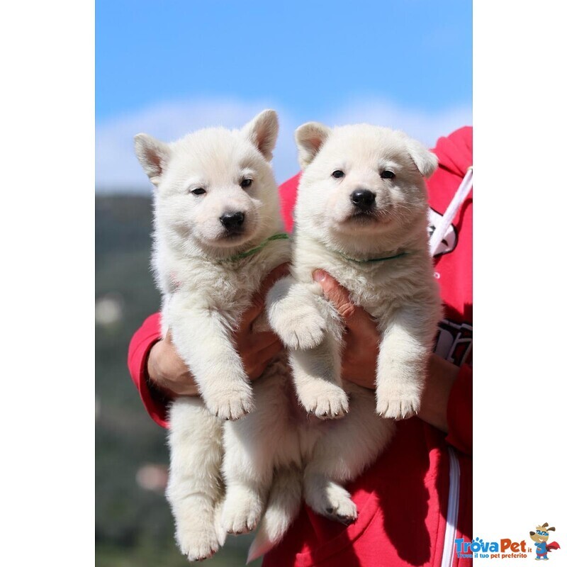 Cuccioli di Pastore Svizzero Bianco pelo Corto - Foto n. 6