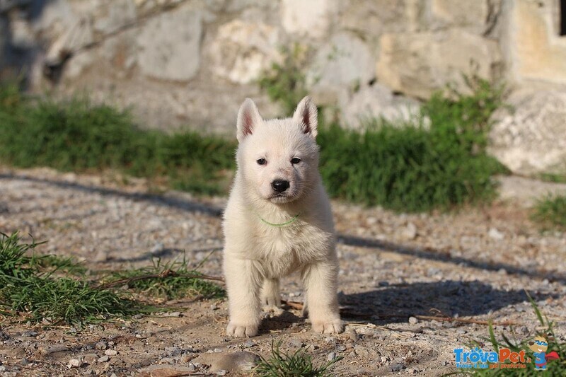 Cuccioli di Pastore Svizzero Bianco pelo Corto - Foto n. 8