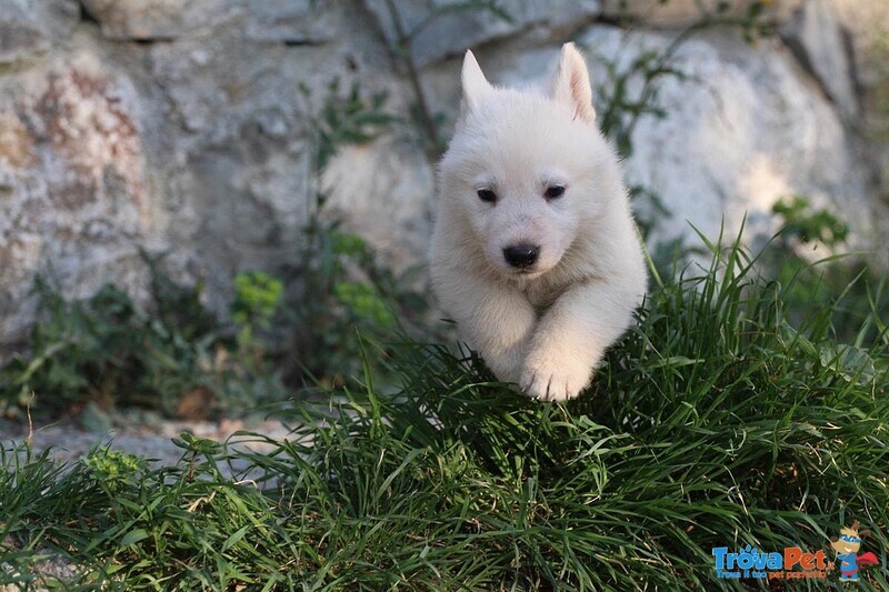 Cuccioli di Pastore Svizzero Bianco pelo Corto - Foto n. 9