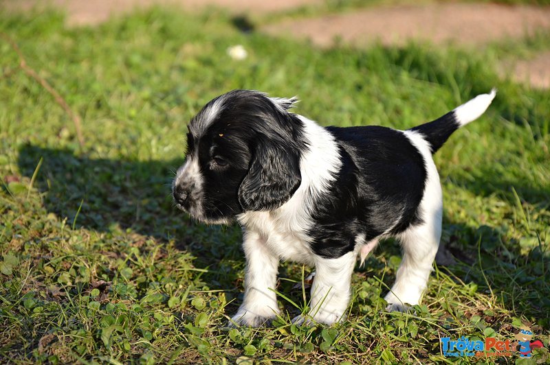 Cuccioli di Cocker Spaniel Inglese - Foto n. 2