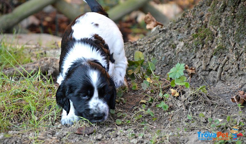 Cuccioli di Cocker Spaniel Inglese - Foto n. 4