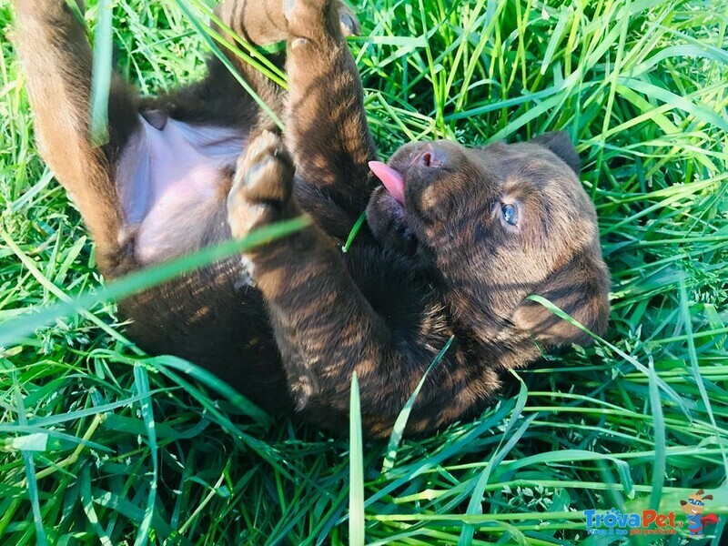 Cucciolotti di Labrador Retriver - Foto n. 4