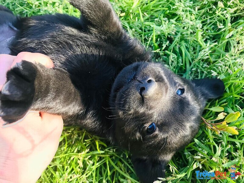 Cucciolotti di Labrador Retriver - Foto n. 5