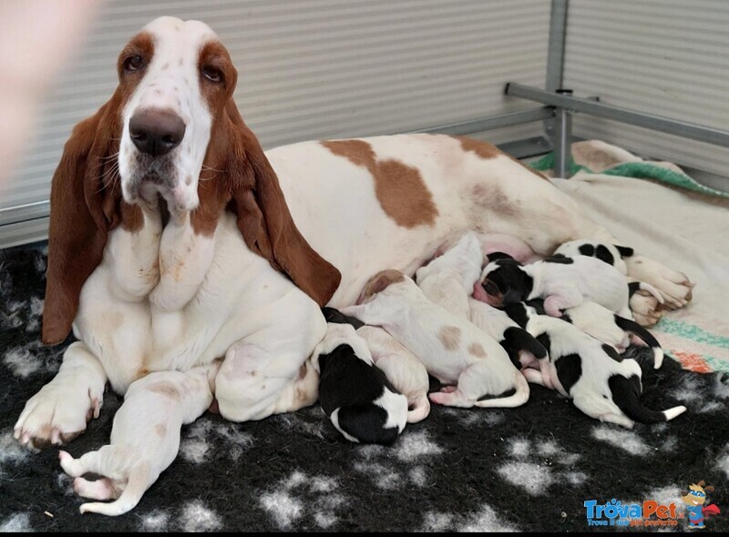 Cuccioli di Bassethound - Foto n. 1