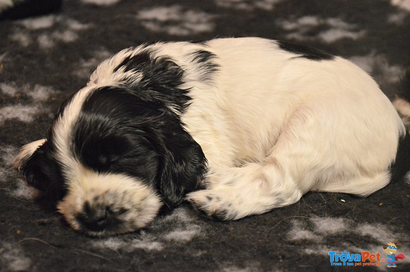 Cuccioli di Cocker Spaniel Inglese - Foto n. 1