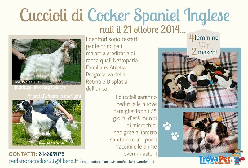 Cuccioli di Cocker Spaniel Inglese - Foto n. 6