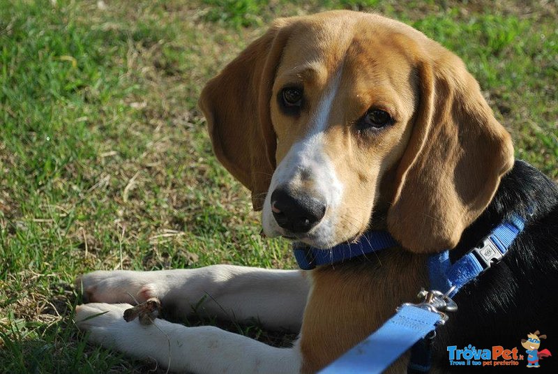 Beagle Maschio Cerca Femmina per Accoppiamento - Foto n. 1