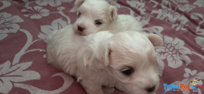 Cucciolo Maltese - Foto n. 1