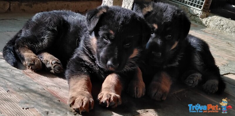 Cuccioli di Pastore Tedesco - Foto n. 6