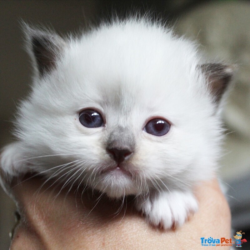 Ragdoll Cuccioli Disponibili - Foto n. 2