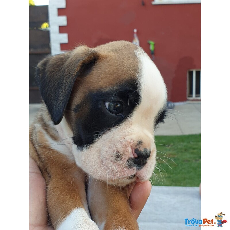 Cuccioli di Boxer alta Genealogia - Foto n. 3