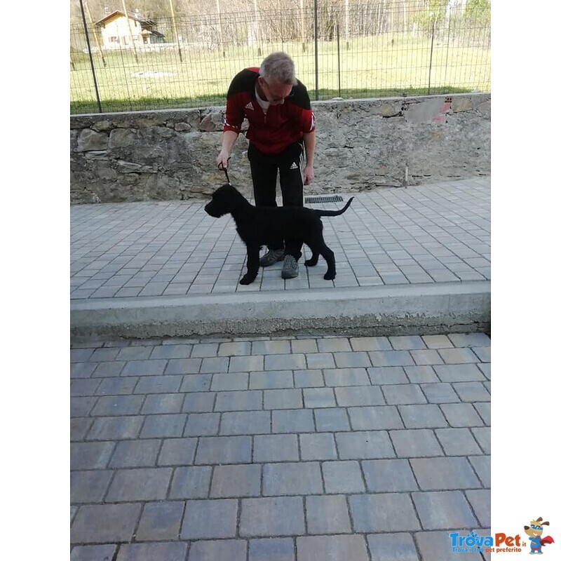 Cuccioli Maschi Schnauzer Gigante Nero - Foto n. 1